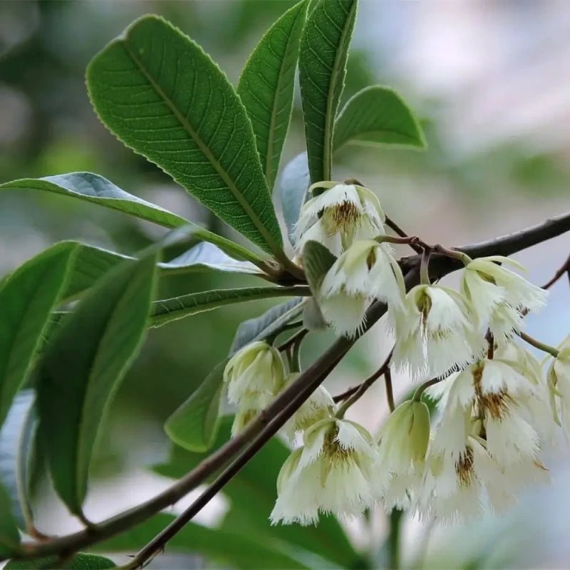 Japanese Blueberry Tree Seeds - Verdseeds