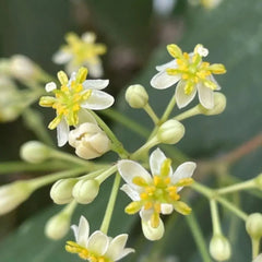 Japanese Cinnamon Seeds - Verdseeds
