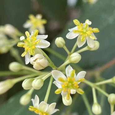 Japanese Cinnamon Seeds - Verdseeds