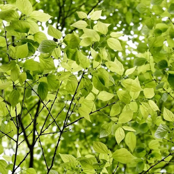 Japanese Hackberries
