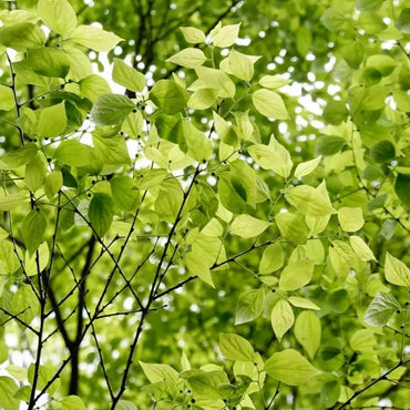 Japanese Hackberry Seeds - Verdseeds