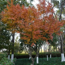 Japanese Maple Seeds - Verdseeds