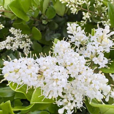 Japanese Privet Seeds - Verdseeds