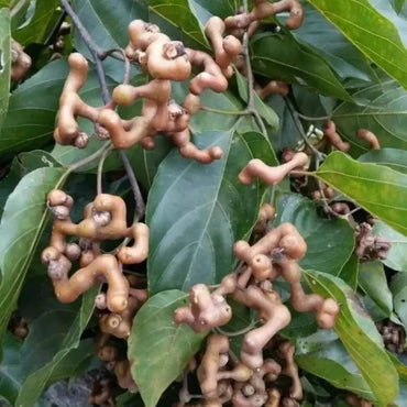 Japanese Raisin Tree Seeds - Verdseeds