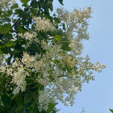 Japanese Tree Lilac Seeds - Verdseeds