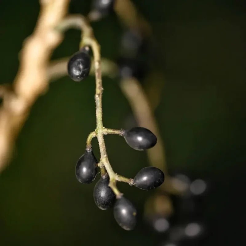 Java Brucea Seeds - Verdseeds