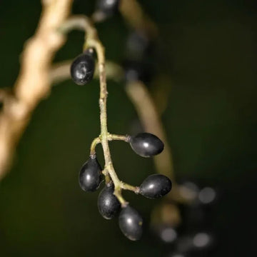 Java Bruceas