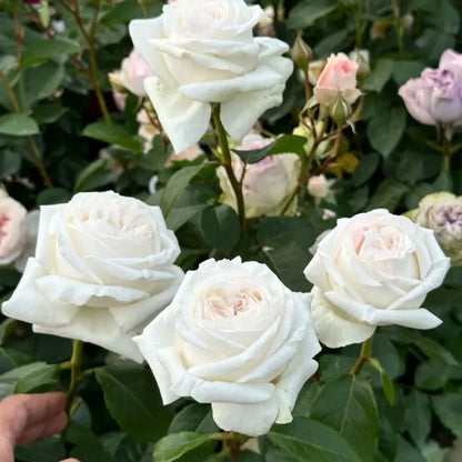Jeanne Moreau Garden Rose Seeds - Verdseeds