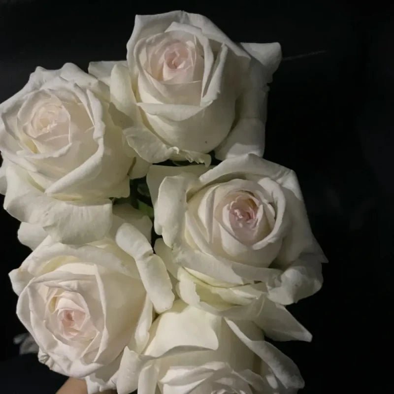 Jeanne Moreau Garden Rose Seeds - Verdseeds