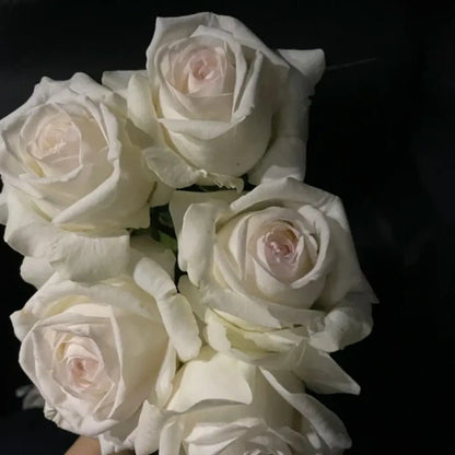 Jeanne Moreau Garden Rose Seeds - Verdseeds