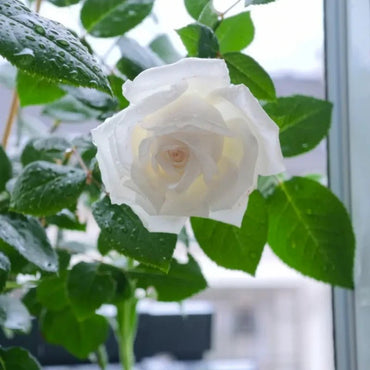 Jeanne Moreau Garden Rose Seeds - Verdseeds