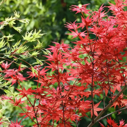 Japanese Maple Seeds