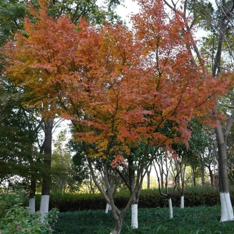 Japanese Maple Seeds