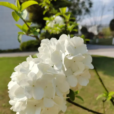 Viburnum Seeds