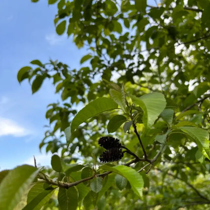 Chinese Alder Seeds