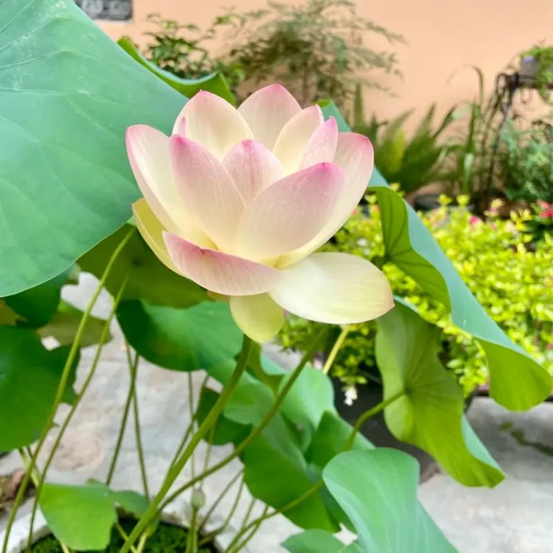 Jiangnan Spring Dwarf Lotus Seeds - Verdseeds