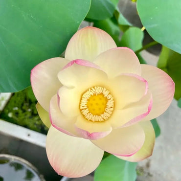 Jiangnan Spring Dwarf Lotus Seeds - Verdseeds