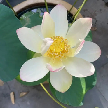Jiangnan Spring Dwarf Lotus Seeds - Verdseeds