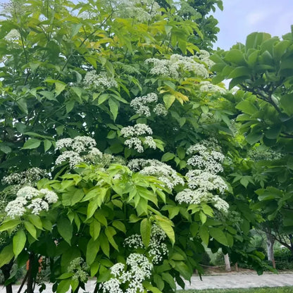 Elderberry Seeds