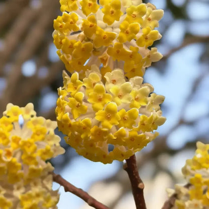 Paperbush Seeds