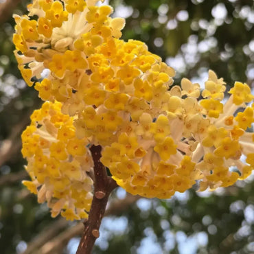 Paperbush Seeds