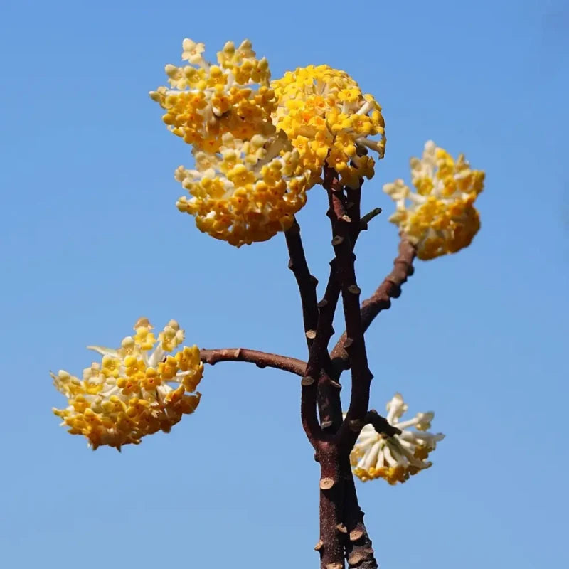 Paperbush Seeds