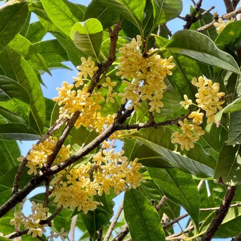 Golden Sweet Osmanthus Seeds