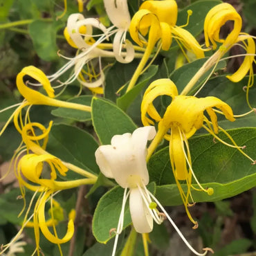 Honeysuckle Seeds