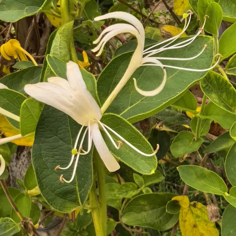Honeysuckle Seeds