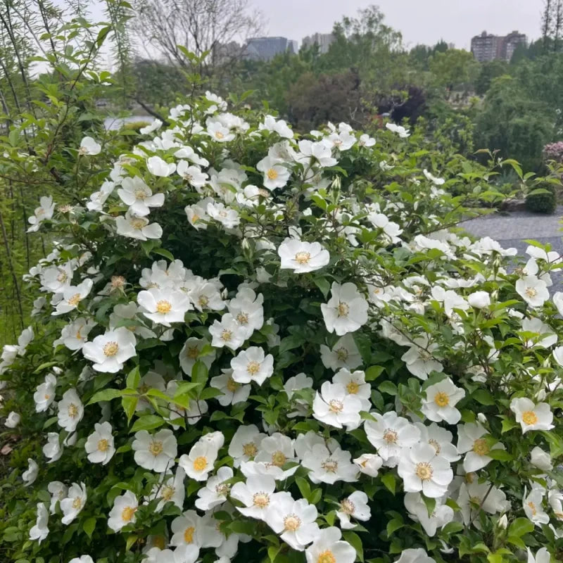 Cherokee Rose Seeds