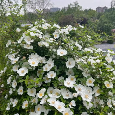 Cherokee Rose Seeds
