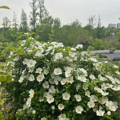 Cherokee Rose Seeds