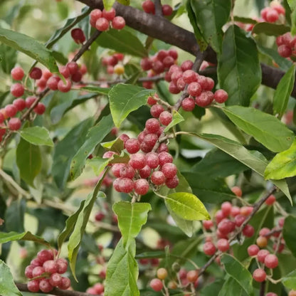 Autumn Olive Seeds