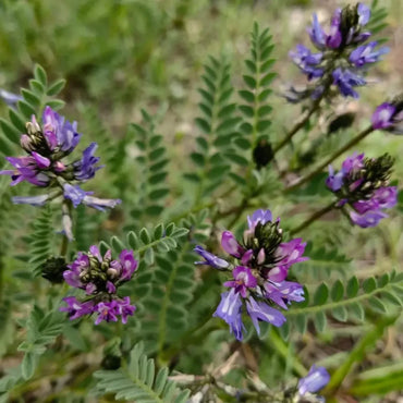 Cicer Milkvetch Seeds