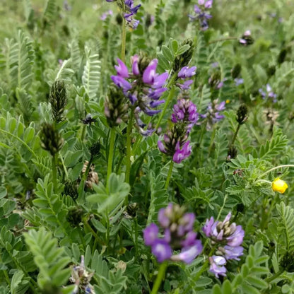 Cicer Milkvetch Seeds