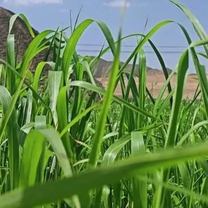 Sudangrass Seeds