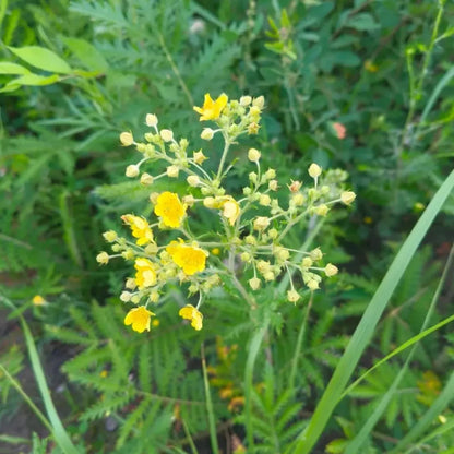 Cinquefoil Seeds