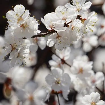 Apricot Seeds