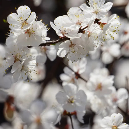 Apricot Seeds