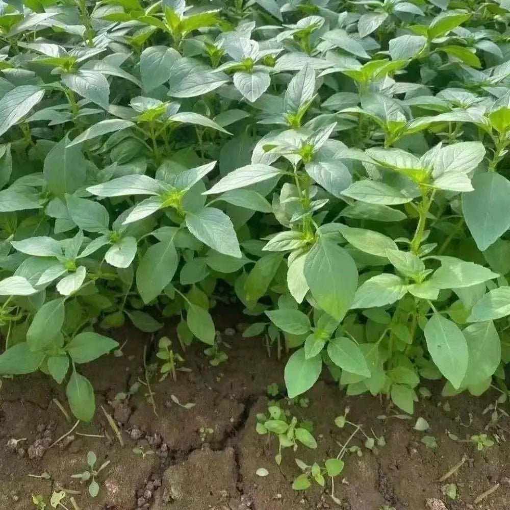 Jingjie (Schizonepeta) Seeds - Verdseeds