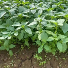 Jingjie (Schizonepeta) Seeds - Verdseeds