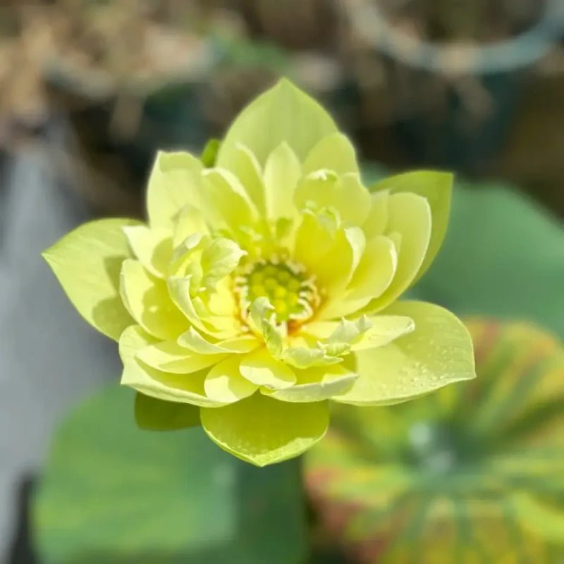 Jinling Dwarf Lotus Seeds - Verdseeds