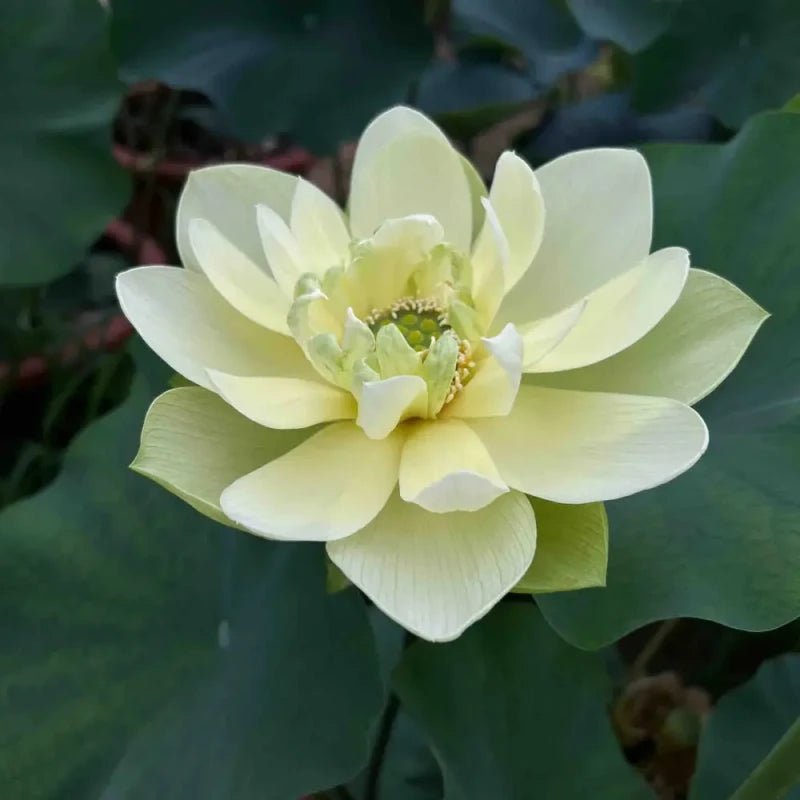 Jinling Dwarf Lotus Seeds - Verdseeds