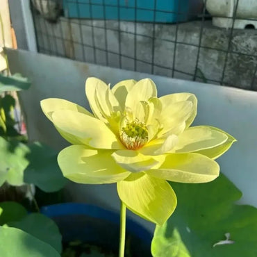 Jinling Dwarf Lotus Seeds - Verdseeds