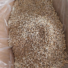 Job's Tears Seeds - Verdseeds