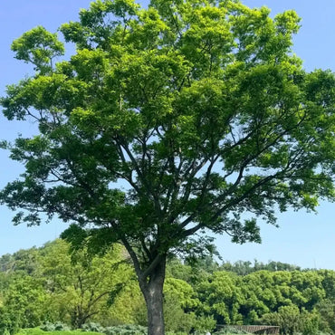 Red Zelkova Seeds