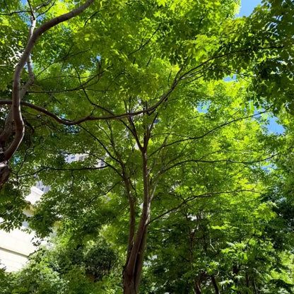 Red Zelkova Seeds