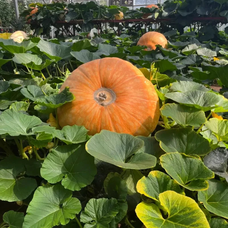 Giant Pumpkin Seeds
