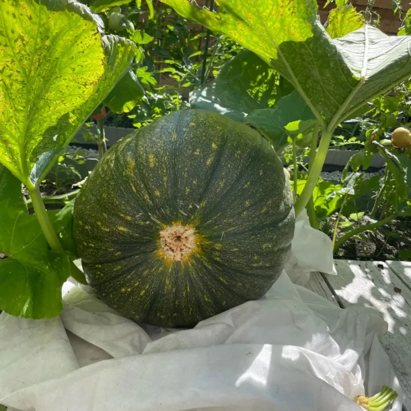 Giant Pumpkin Seeds
