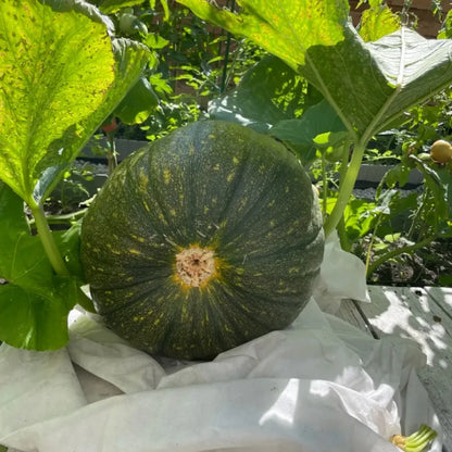 Giant Pumpkin Seeds